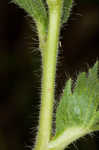 Sulphur cinquefoil